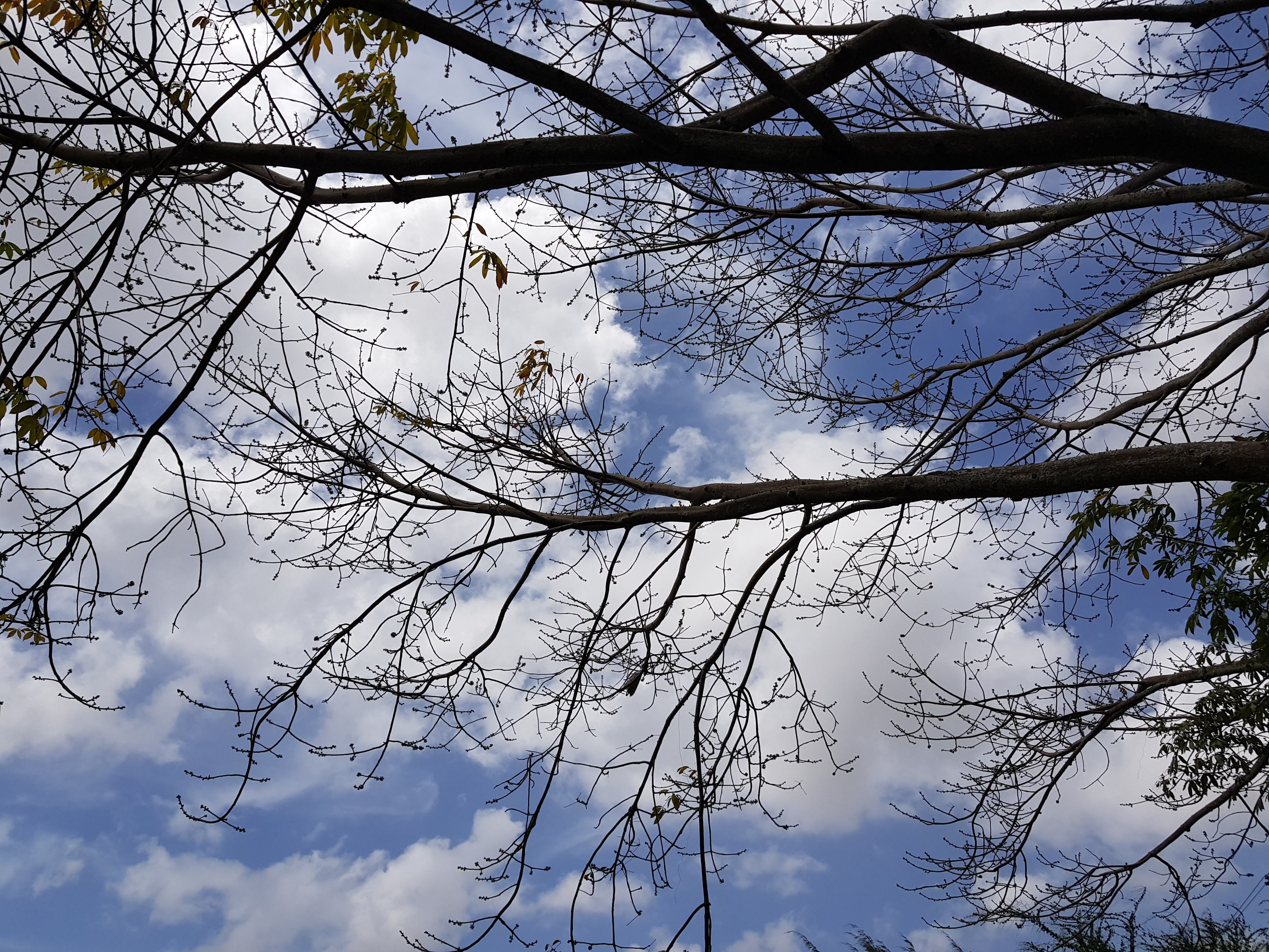 <strong>Barrenness – Fall of the Cotton Tree Leaves in March</strong><br>Although Guyana is a tropical country, every two years the Dutch cotton trees that line the school compound shed their leaves – an occurrence affectionately called 'Fall'.<br>Photo: <em>Ravindra Ganpat</em> Barrenness – Fall of the Cotton Tree Leaves in March