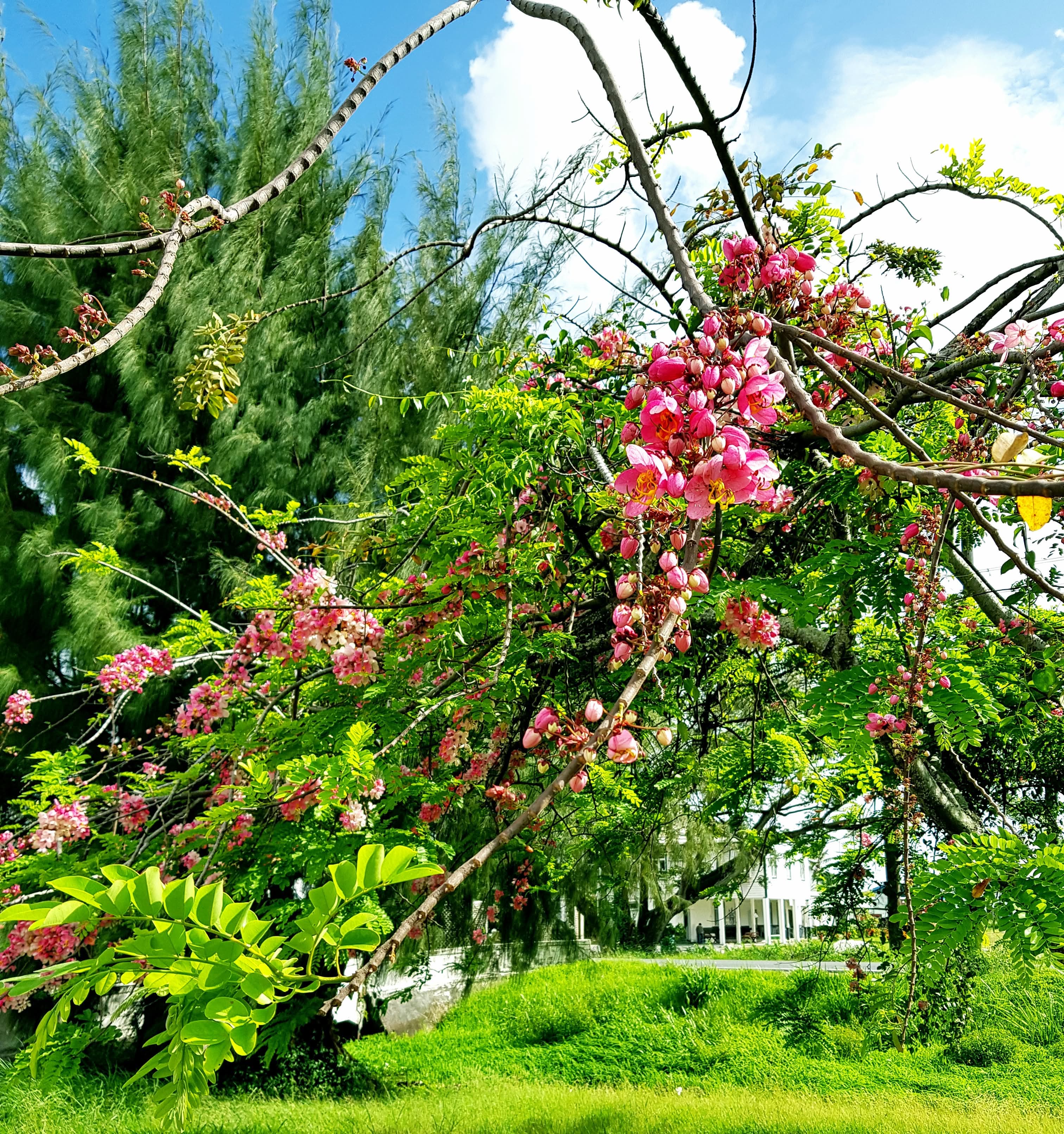 <strong>Pink Flamboyance</strong><br>Flowers of the Royal Poinciana plant in full blossom. This tree has a calming effect to all who behold its flowers at its central location by the walkway.<br>Photo: <em>Ravindra Ganpat</em> Pink Flamboyance